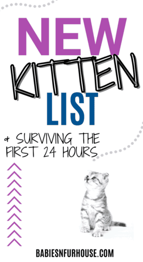 new kitten list