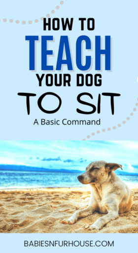 How To Teach Your Dog To Sit: A Basic Command