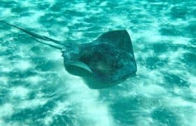 Pictures 156 Cozumel, Mexico - Stingray