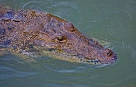 Pictures 37 Excursion in Cancun, Mexico: Visit to a mayan village and swimming with crocodiles