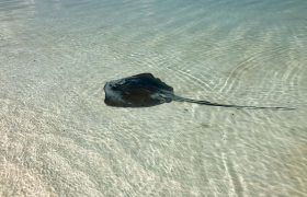 Pictures 2 Manta ray in shallow waters