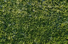 Fotografías 4 Península de Yucatán, México - Selva cerca de Puerto Morelos