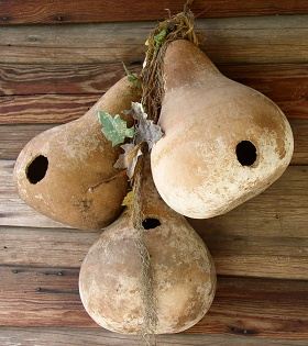 Gourd Bird Houses Are Attractive To Backyard Birds gourd bird houses are attractive to backyard birds