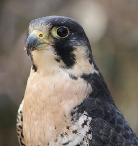Ein Wanderfalke / Foto: Wikipedia/Ltshears/CC-BY-SA 3.0