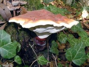 Grzyb reishi (Ganoderma lucidum)