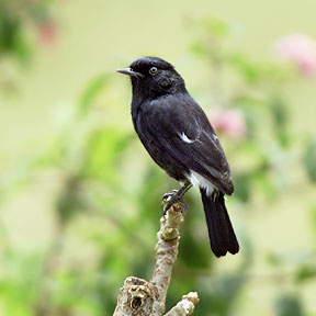 piedbushchat8si