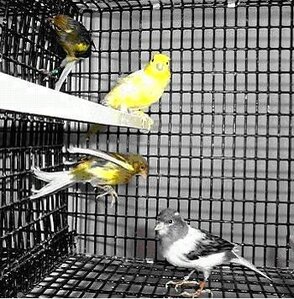 spanish-timbrado1 Spanish Timbrado Canary (www.birdshome.info)