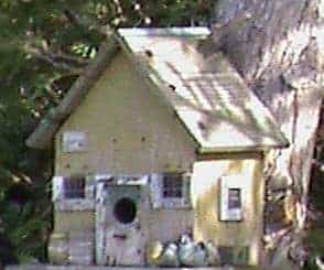 Not All Birds Use A Bird House not all birds use a bird house