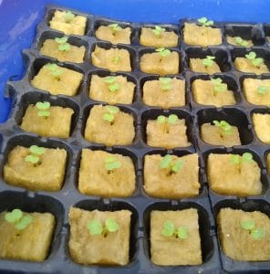 pemula hidroponik