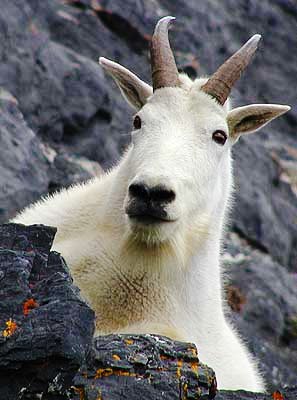 Bestiality (intercourse with animals)