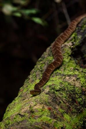 Fer-de-lance resting along the trunk we used for crossing. Yasuni Biosphere Reserve.