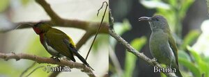 kolibri gunung jantan dan betina