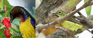 kolibri kelapa jantan dan betina