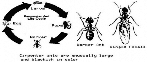 CarpenterAntLifecycle
