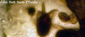 air mite sac