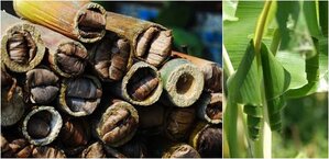 Ulat bambu dan ulat pisang