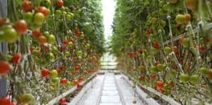 Tomato in greenhouse