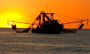 Australian Prawn Fisheries