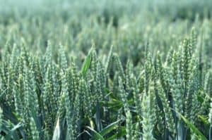 Picture of a wheat field
