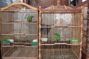 penjodohan-cucak-ijo Penjodohan Cucak Hijau