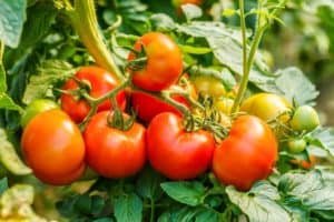 Ripe tomatos for tomato seed production