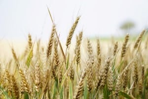 Wheat pollen in wheat field