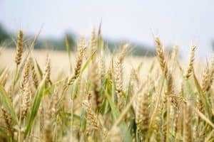 picture of a wheat field