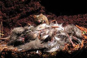 Tikus yang memangsa burung dalam sarangnya