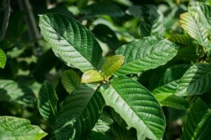 Kratom