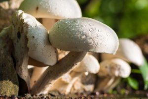 Mushrooms