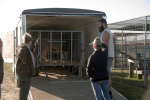 transporting exotic animals