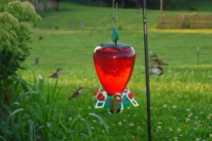 A picture of several hummingbirds flying around a hanging hummingbird feeder.