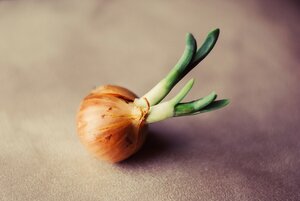 How To Store Onions And Increase Their Shelf Life Listonic