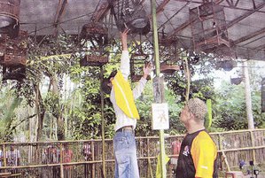 gantang burung di lomba burung