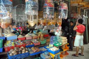 Pasar Burung Pramuka Jakarta Pasar Burung Pramuka Jakarta
