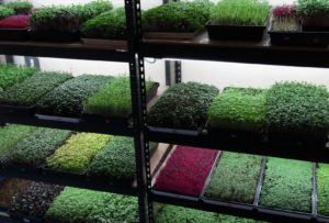 Make money growing different kinds of microgreens