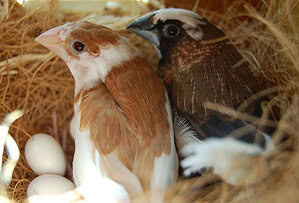 breeding emprit jepang