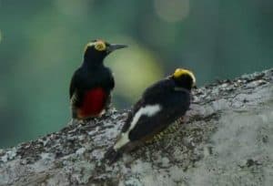 Yellow-tufted Woodpecker can be found at any direction from Coca.