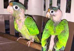 Eupsittula canicularis