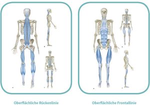 Oberflächliche myofasziale Leitbahnen - Rücken- und Frontallinie (Quelle: https://www.trainingsworld.com/sportmedizin/flossing-in-therapie-und-training-6512622) Oberflächliche myofasziale Leitbahnen - Rücken- und Frontallinie (Quelle: https://www.trainingsworld.com/sportmedizin/flossing-in-therapie-und-training-6512622)