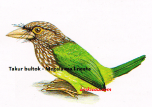 Burung Takur Bultok - Megalaima lineata Burung Takur Bultok - Megalaima lineata