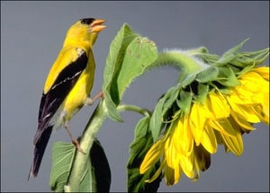 American Goldfinch jantan American Goldfinch jantan