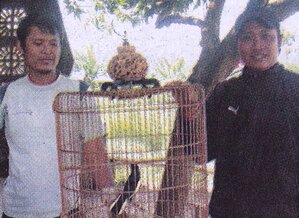 ARIF KAMPLENG