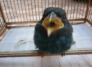 Burung tengkek buto Burung tengkek buto