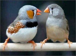 Zebra Finch - Taeniopygia guttata jantan (kiri) dan betina (kanan) Zebra Finch - Taeniopygia guttata jantan (kiri) dan betina (kanan)