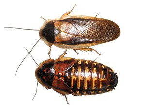 KECOAK ( DUBIA ROACHES )