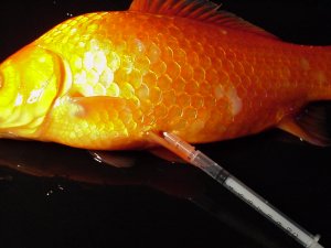 Koi Fish and Injections of Antibiotics