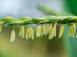 Corn pollen on corn tassel