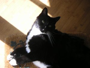 Black and White cat