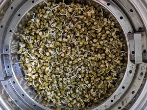 Moong Bean Sprouts